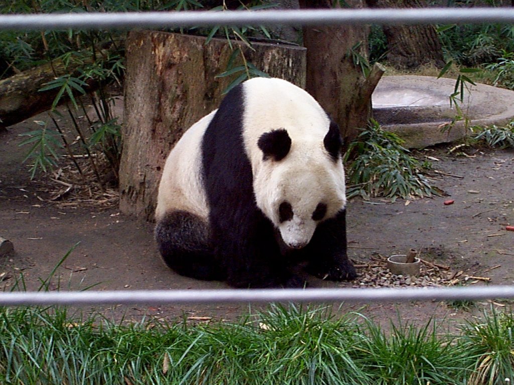 P000264