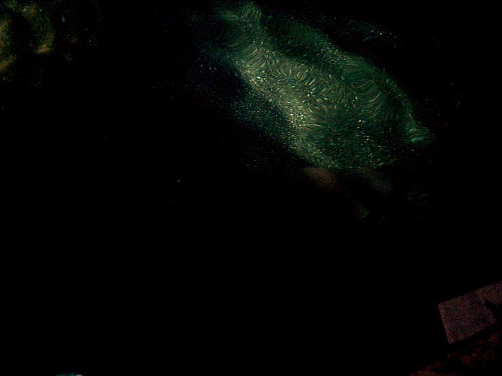 P000338