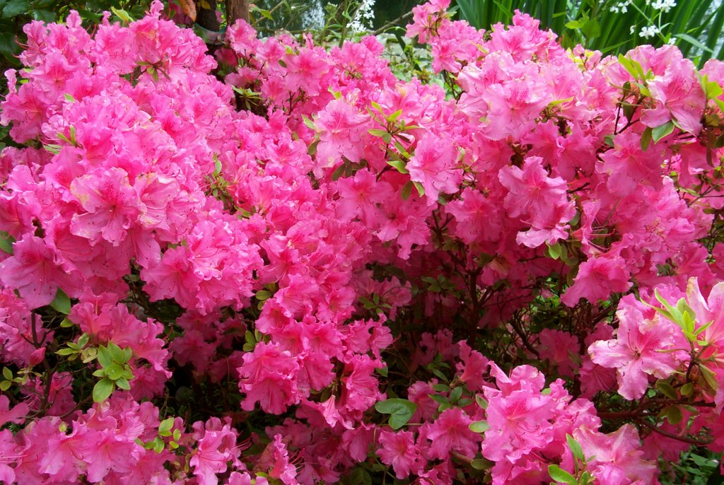 P0000420