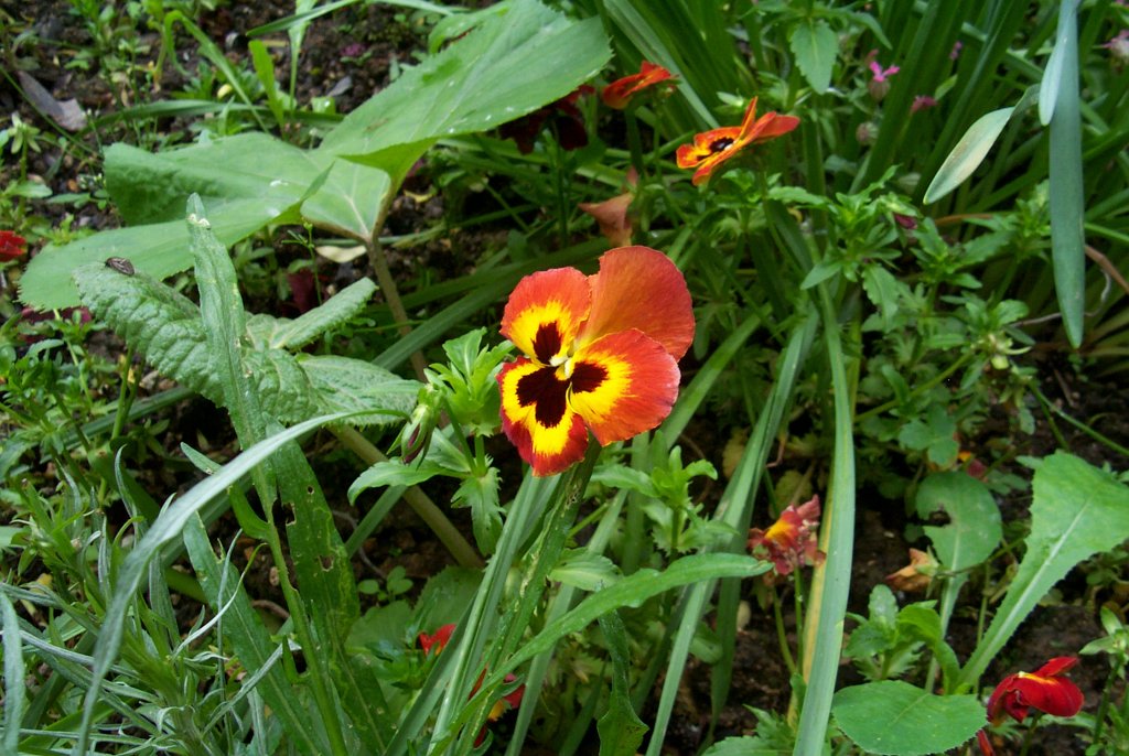 P0000426
