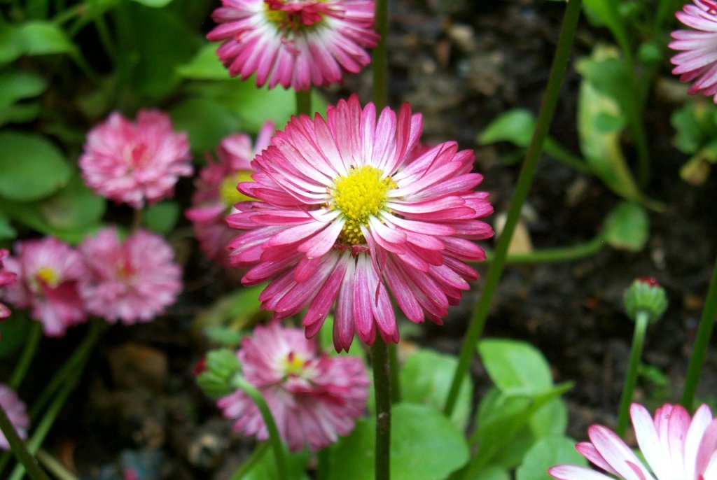 P0000427