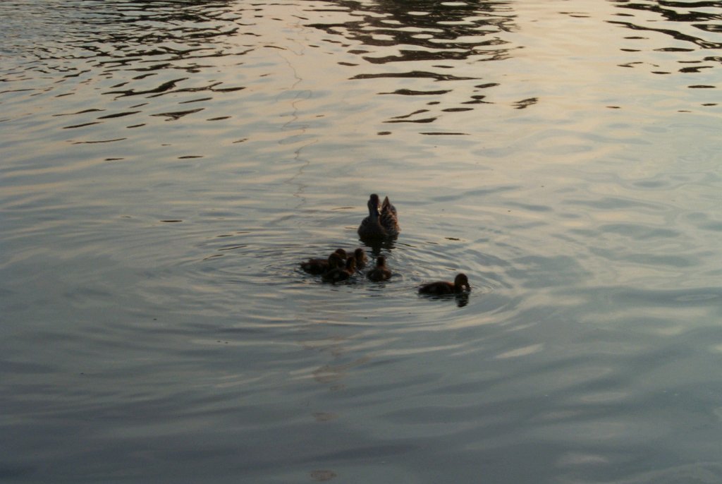 P0000568