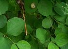 P0000421.jpg