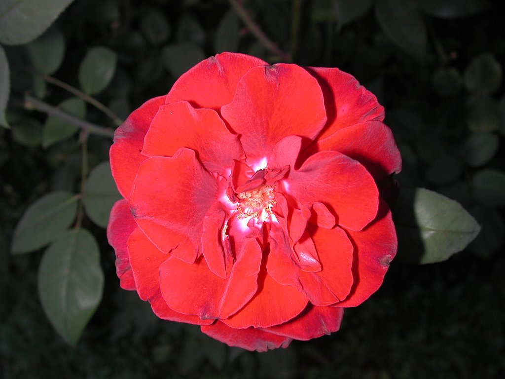 DSCN0774