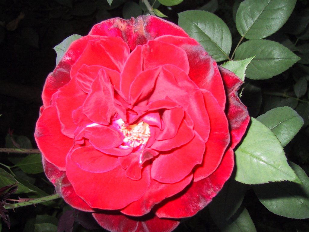 IMG 0718