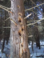 IMG_1115.jpg