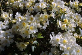 IMG_0348.jpg