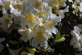 IMG_0349.jpg