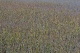 IMG_0920.jpg