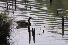 IMG_1310.jpg
