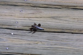 IMG_1314.jpg