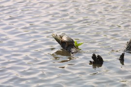 IMG_1317.jpg