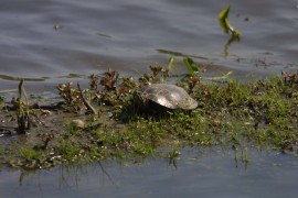 IMG_1319.jpg