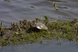 IMG_1321.jpg