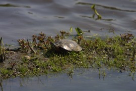 IMG_1322.jpg