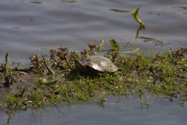 IMG_1323.jpg