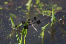 IMG_1324.jpg