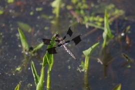 IMG_1325.jpg