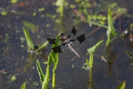 IMG_1326.jpg