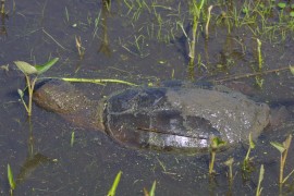 IMG_1330.jpg