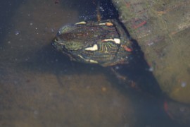 IMG_1332.jpg