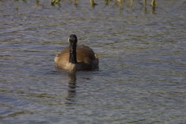 IMG_1334.jpg