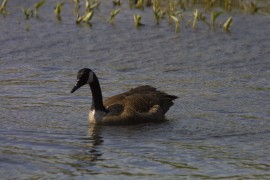 IMG_1335.jpg