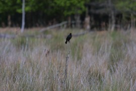 IMG_1339.jpg