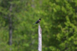 IMG_1344.jpg