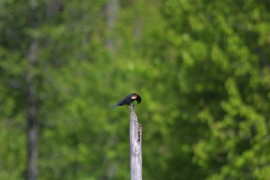 IMG_1345.jpg