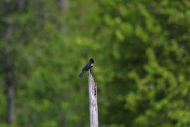 IMG_1346.jpg