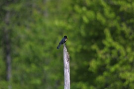 IMG_1347.jpg