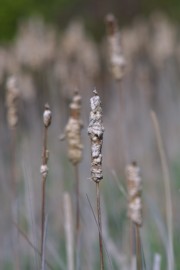IMG_1350.jpg