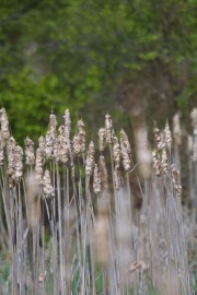 IMG_1351.jpg