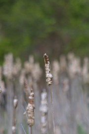 IMG_1352.jpg
