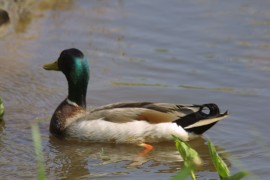 IMG_1353.jpg
