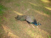 IMG_0716.jpg