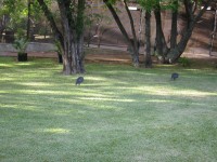 IMG_0732.jpg