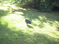IMG_0734.jpg
