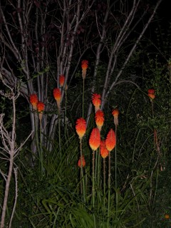 DSCN0507.jpg