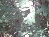 IMG_0160.jpg