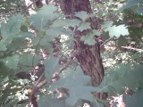 IMG_0189.jpg