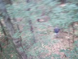 IMG_0211.jpg