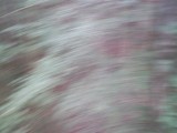 IMG_0215.jpg