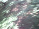 IMG_0217.jpg