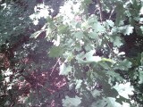 IMG_0219.jpg