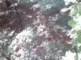IMG_0222.jpg