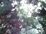 IMG_0223.jpg
