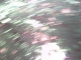 IMG_0229.jpg